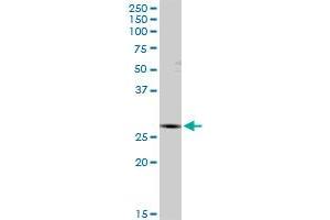 IDI1 MaxPab rabbit polyclonal antibody. (IDI1 antibody  (AA 1-228))