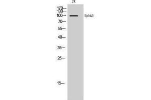 Western Blotting (WB) image for anti-EPH Receptor A3 (EPHA3) (Ser346) antibody (ABIN3174971) (EPH Receptor A3 antibody  (Ser346))