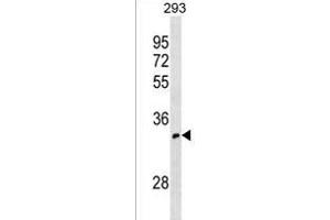 OR52I1 Antibody (C-term) (ABIN1536853 and ABIN2838245) western blot analysis in 293 cell line lysates (35 μg/lane). (OR52I1 antibody  (C-Term))
