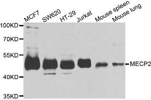 Western blot analysis of extracts of various cell lines, using MECP2 antibody (ABIN5973330) at 1/1000 dilution. (MECP2 antibody)