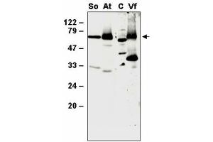 Western blot analysis of thylakoid proteins from Spinacia olearcea (So), Arabidopsis thaliana (At), Vicia faba (Vf) and the whole cellular proteins from Chlamydomonas (C) with anti- SppA1 (SppA1 antibody)