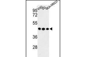 Western blot analysis of G Antibody (C-term) (ABIN652835 and ABIN2842544) in K562, 293, MDA-M cell line lysates (35 μg/lane).