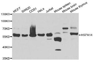 Western blot analysis of extracts of various cell lines, using HSPA14 antibody. (HSPA14 antibody  (AA 240-509))