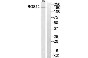 Western blot analysis of extracts from 3T3 cells, using RGS12 antibody. (RGS12 antibody  (N-Term))