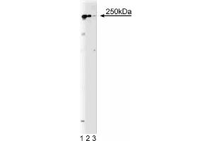 Western Blotting (WB) image for anti-Protein tyrosine Phosphatase, Receptor-Type, Z Polypeptide 1 (PTPRZ1) (AA 2098-2307) antibody (ABIN967799) (PTPRZ1 antibody  (AA 2098-2307))
