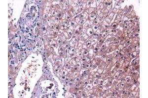 Immunohistochemistry (IHC) image for anti-Complement 4 (C4) (AA 975-1336) antibody (ABIN7432856)