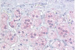 Immunohistochemistry with Adrenal tissue at an antibody concentration of 10µg/ml using anti-NR5A1 antibody (ARP45619_P050) (NR5A1 antibody  (Middle Region))