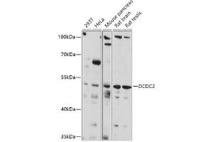 Western blot analysis of extracts of various cell lines, using DCDC2 antibody (ABIN7266841) at 1:1000 dilution. (DCDC2 antibody  (AA 1-250))