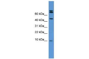 WB Suggested Anti-Bmp2 Antibody Titration:  0. (BMP2 antibody  (Middle Region))