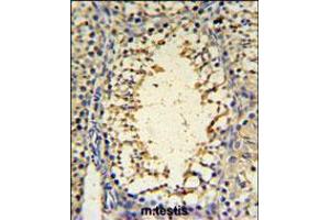IMP3 Antibody IHC analysis in formalin fixed and paraffin embedded mouse testis tissue followed by peroxidase conjugation of the secondary antibody and DAB staining. (IMP3 antibody  (C-Term))