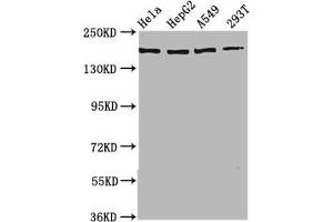 Western Blot Positive WB detected in: Hela whole cell lysate, HepG2 whole cell lysate, A549 whole cell lysate, 293T whole cell lysate All lanes: HECW2 antibody at 3.