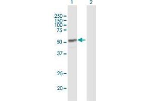 Western Blot analysis of CYP4Z1 expression in transfected 293T cell line by CYP4Z1 MaxPab polyclonal antibody. (CYP4Z1 antibody  (AA 1-505))
