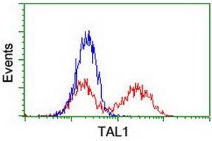 HEK293T cells transfected with either RC222628 overexpress plasmid (Red) or empty vector control plasmid (Blue) were immunostained by anti-TAL1 antibody (ABIN2455268), and then analyzed by flow cytometry. (TAL1 antibody)