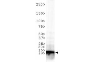 Western Blot of Rabbit Anti-Histone H3 [Trimethyl Lys9] Antibody. (Histone 3 antibody  (H3K9me3))