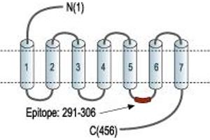 Neuropeptide Y Receptor Y5 (NPY5R) peptide