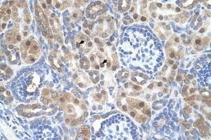 Image no. 1 for anti-Armadillo Repeat Containing, X-Linked 6 (ARMCX6) (AA 64-113) antibody (ABIN205053) (ARMCX6 antibody  (AA 64-113))