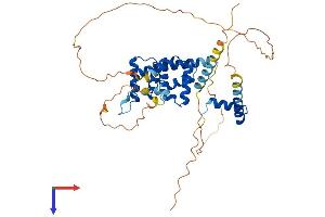 AlphaFold protein structure predicition of Mouse Recombinant Hmbox1 Protein, UniprotID Q8BJA3 (HMBOX1 Protein (AA 1-419) (His tag))