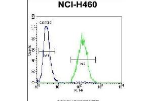 ARL17P1 Antibody (Center) (ABIN655544 and ABIN2845053) flow cytometric analysis of NCI- cells (right histogram) compared to a negative control cell (left histogram). (ARL17A antibody  (AA 102-130))