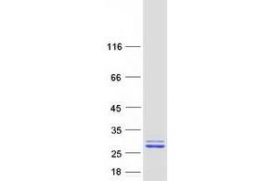 Validation with Western Blot (UBALD1 Protein (Myc-DYKDDDDK Tag))