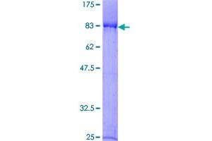 G3BP2 Protein (AA 1-449) (GST tag)