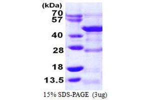 SDS-PAGE (SDS) image for Developmentally Regulated GTP Binding Protein 1 (DRG1) (AA 1-367) protein (His tag) (ABIN667933)