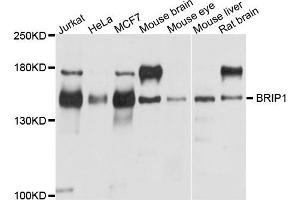 Western blot analysis of extracts of various cells, using BRIP1 antibody. (BRIP1 antibody)