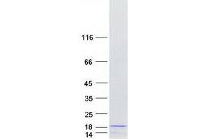 PDE6G Protein (Transcript Variant 1) (Myc-DYKDDDDK Tag)