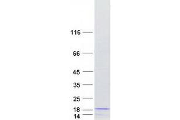 PDE6G Protein (Transcript Variant 1) (Myc-DYKDDDDK Tag)