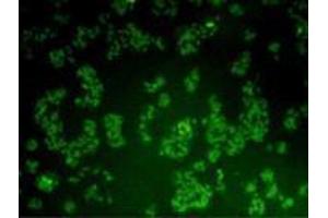 Immunocytochemistry (ICC) image for anti-BMI1 Polycomb Ring Finger Oncogene (BMI1) antibody (ABIN1112825)