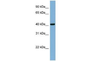 WB Suggested Anti-PLEKHA9 Antibody Titration: 0. (PLEKHA9 antibody  (Middle Region))