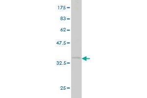 CDX1 antibody  (AA 126-215)