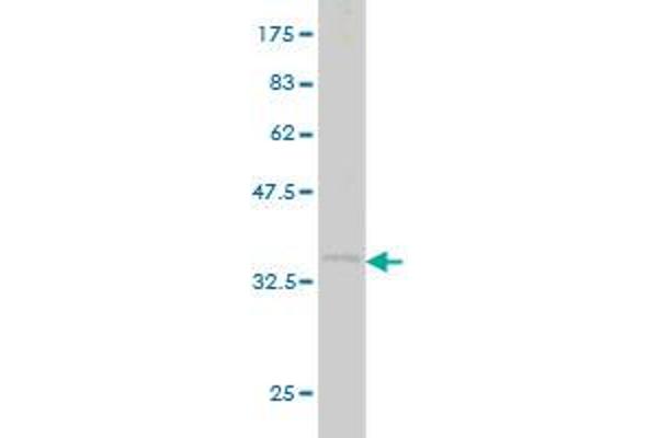 CDX1 antibody  (AA 126-215)