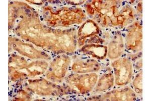 Immunohistochemistry of paraffin-embedded human kidney tissue using ABIN7157046 at dilution of 1:100 (IREB2 antibody  (AA 107-216))