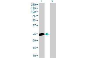 RALB antibody  (AA 89-183)