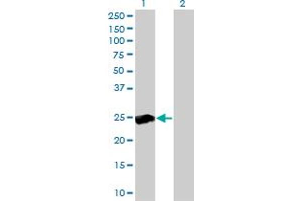 RALB antibody  (AA 89-183)