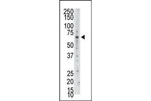 Image no. 1 for anti-3'-phosphoadenosine 5'-phosphosulfate Synthase 2 (PAPSS2) (C-Term) antibody (ABIN360562) (PAPSS2 antibody  (C-Term))