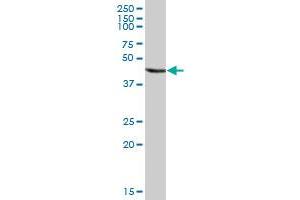 ANXA7 MaxPab polyclonal antibody. (Annexin VII antibody  (AA 1-466))