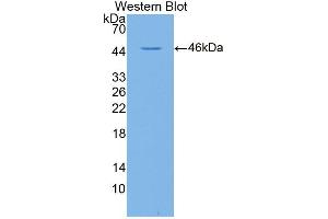 Figure. (MDH1 antibody  (AA 2-334))