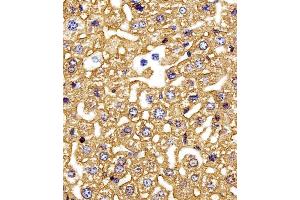 Immunohistochemical analysis of paraffin-embedded M. (HBG2 antibody  (C-Term))