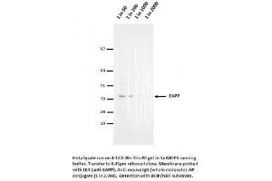 Image no. 1 for anti-E2F-Associated Phosphoprotein (N-Term) antibody (ABIN1042590) (EAPP antibody  (N-Term))