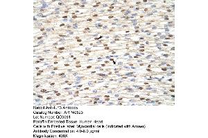 Rabbit Anti-ILF3 Antibody  Paraffin Embedded Tissue: Human Heart Cellular Data: Myocardial cells Antibody Concentration: 4. (Interleukin enhancer-binding factor 3 (ILF3) (N-Term) antibody)