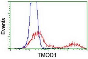 HEK293T cells transfected with either RC201134 overexpress plasmid (Red) or empty vector control plasmid (Blue) were immunostained by anti-TMOD1 antibody (ABIN2454779), and then analyzed by flow cytometry. (Tropomodulin 1 antibody)