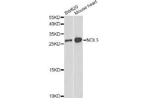 Western blot analysis of extracts of various cell lines, using NOL3 antibody. (NOL3 antibody)