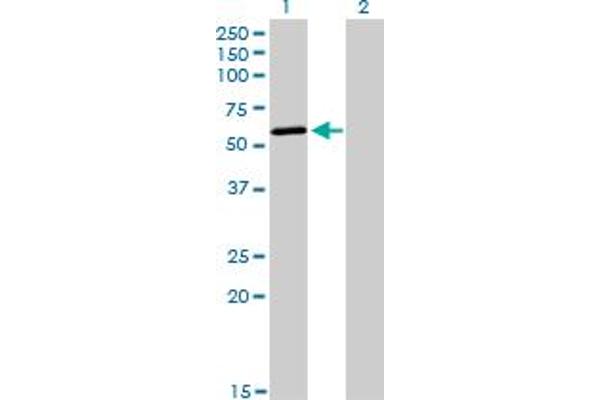 POLK antibody  (AA 1-472)