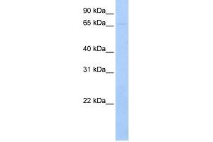 WB Suggested Anti-RPN1 Antibody    Titration:  1 ug/ml  Positive Control:  HeLa and CHO-K1 cell lines, rouch canine microsomes (RPN1 antibody  (N-Term))