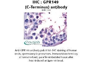 Image no. 1 for anti-G Protein-Coupled Receptor 149 (GPR149) (C-Term) antibody (ABIN1734954) (GPR149 antibody  (C-Term))