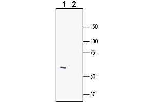Western blot analysis of mouse brain membranes:1.