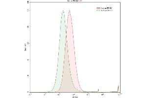 Detection of PRDM1 in Raji human Burkitt's lymphoma cell line using Anti-PR Domain Containing Protein 1 (PRDM1) Polyclonal Antibody (PRDM1 antibody  (AA 29-149))