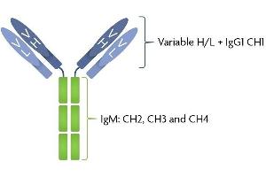 SARS-CoV-2 Spike IgG/IgM antibody structure Patient serum IgG was sequenced and expressed as a chimeric full-length human immunoglobulin in mammalian 293 cells. (Recombinant SARS-CoV-2 Spike IgG/IgM antibody)