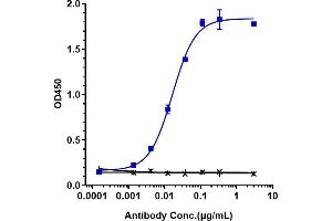 Immobilized human TIGIT His at 2 μg/mL can bind Anti-TIGIT Reference Antibody (tiragolumab), EC50=0. (Recombinant TIGIT (Tiragolumab Biosimilar) antibody)